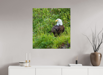 Grounded Majesty – Bald Eagle in Alaska’s Wilderness Nature Photography Print