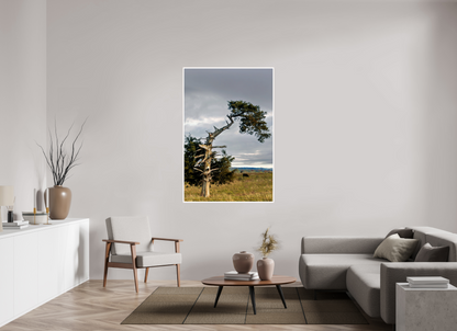 Still Standing - The Cedar That Weathered It All