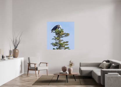 Silent Sentinel – Bald Eagle in Alaska’s Pines Nature Photography Print
