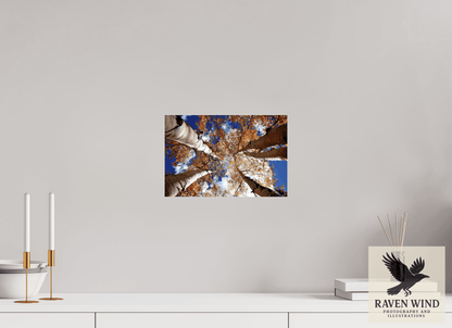 12 x 8″, Photo Print Under Acrylic Glass - ready to hang Reaching for the Sky - Aspens in the Fall Nature Photography Print