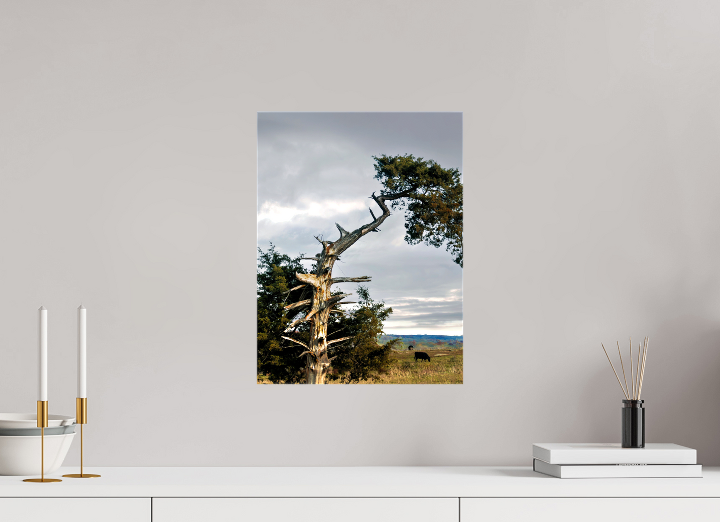 12 x 16″, Print on Canvas - ready to hang or set on a shelf The Cedar That Weathered It All Nature Photography Print