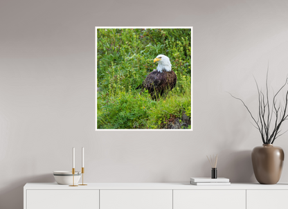 Grounded Majesty – Bald Eagle in Alaska’s Wilderness Nature Photography Print