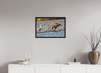 Mine? Mine? – Bald Eagle and Seagull Shoreline Standoff Nature Photography Print