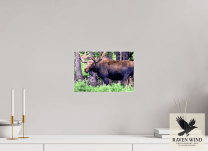 12 x 8″, Print on Canvas - ready to hang or set on a shelf Watchful Moose Nature Photography Print