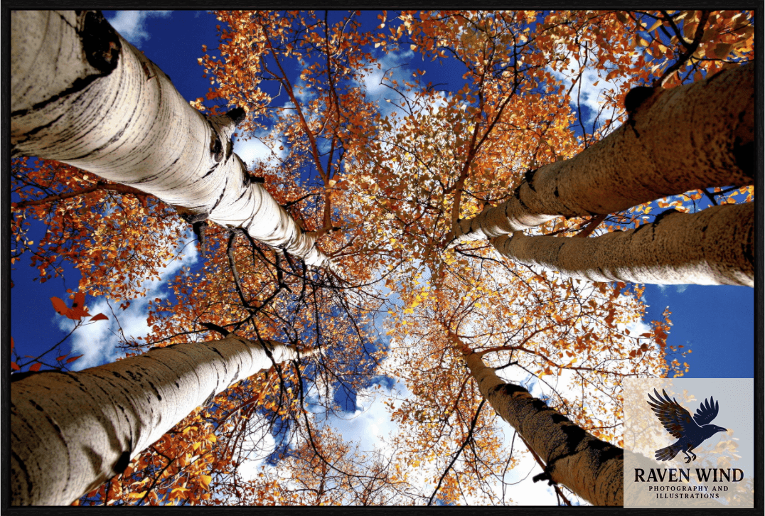 A nature photography print of autumn aspen trees with colorful leaves and white bark against a blue sky