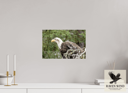15 x 10″, Photo Print Under Acrylic Glass - ready to hang Majestic Watch - Bald Eagle on the Kenai Nature Photography Print