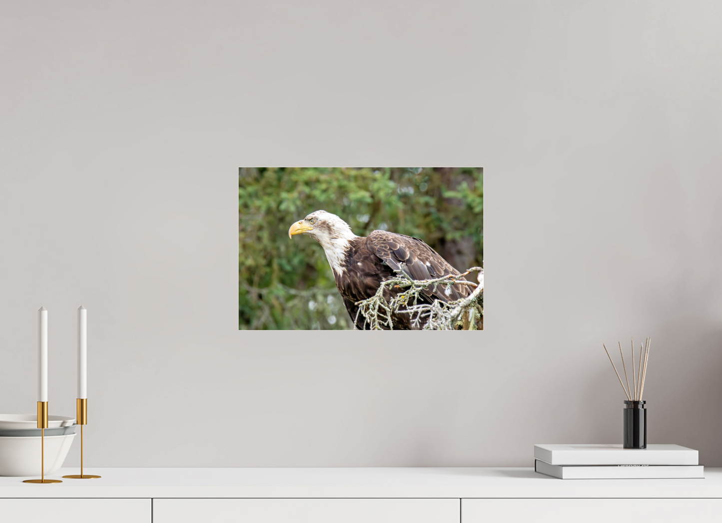 Majestic Watch – Bald Eagle on the Kenai Peninsula Nature Photography Print