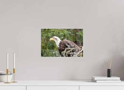 Majestic Watch – Bald Eagle on the Kenai Peninsula Nature Photography Print