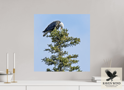 20 x 20.5″, Fine Art Print on Pearl Texture - unframed (email for frame options) Silent Sentinel - Bald Eagle in Alaska's Pines Nature Photography Print