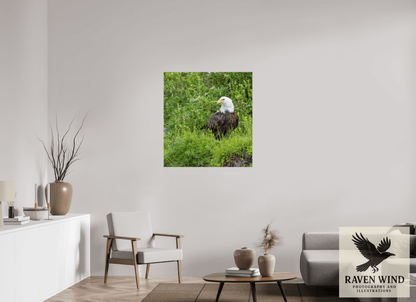 35 x 37.4″, Photo Print Under Acrylic Glass - ready to hang Grounded Majesty - Alaskan Bald Eagle Nature Photography Print