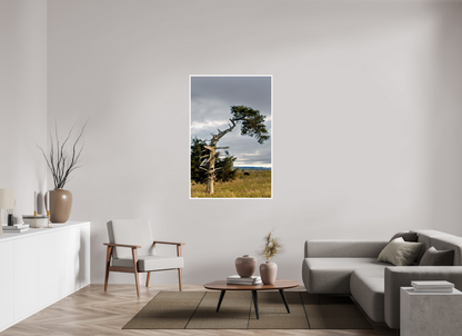 Still Standing - The Cedar That Weathered It All