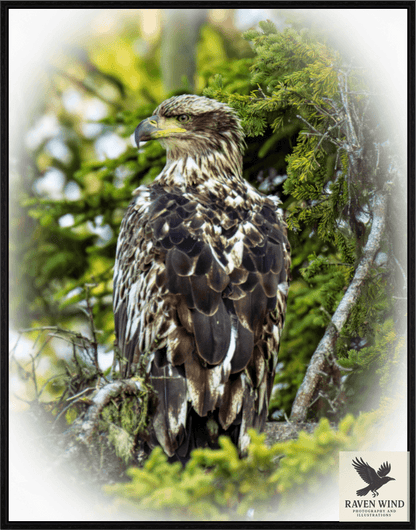 Nature Photography Print of a young bald eagle perched among trees with a natural background