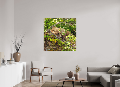 Hide and Peek Nature Photography Print