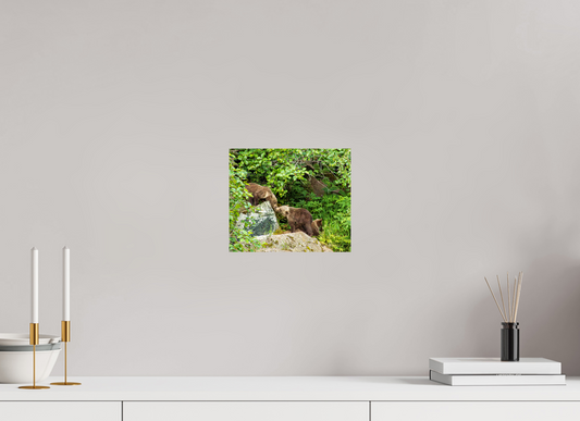 'Kissing" Bear Cubs