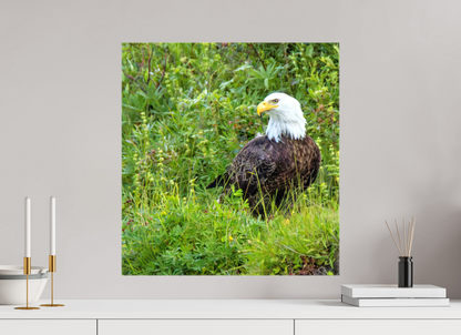 Grounded Majesty – Bald Eagle in Alaska’s Wilderness Nature Photography Print
