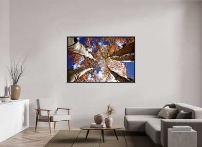 Reaching for the Sky – Where Aspens Whisper to the Clouds Nature Photography Print