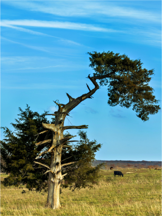 Still Standing – The Cedar That Reached for the Sky