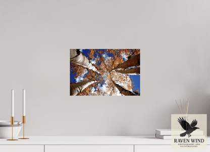 15 x 10″, Fine Art Print on Photo Rag Baryta - unframed (email for frame options) Reaching for the Sky - Aspens in the Fall Nature Photography Print