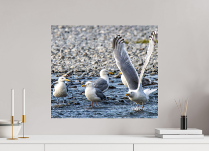 Wings in Motion – Seagulls on the Kasilof River, Alaska Nature Photography Print