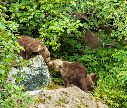 Two brown bears interacting on a rock in a forest setting