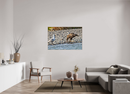 Mine? Mine? – Bald Eagle and Seagull Shoreline Standoff Nature Photography Print