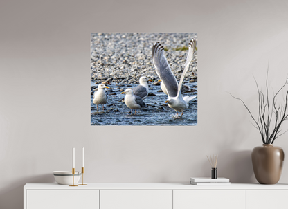 Wings in Motion – Seagulls on the Kasilof River, Alaska Nature Photography Print