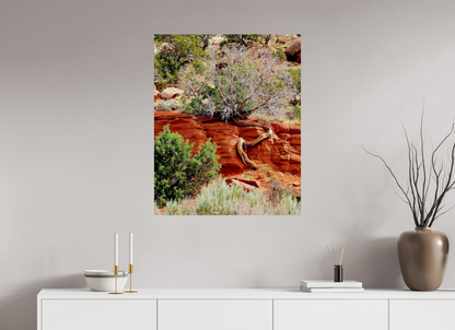 Resilient Roots – Twisted Tree in Red Rock Desert Fine Art Print