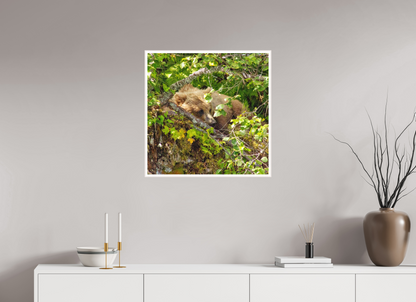 Hide and Peek Nature Photography Print