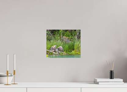 Skimming the Wild – Juvenile Bald Eagle Over the Kasilof River, Nature Photography Print