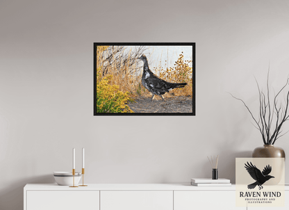 28.6 x 20″, Floater Frame - black oak frame - ready to hang Grounded Grace - a Wild Grouse Nature Photography Print