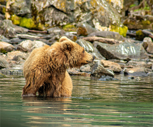 A nature photography print of a brown bear standing in water with rocky background