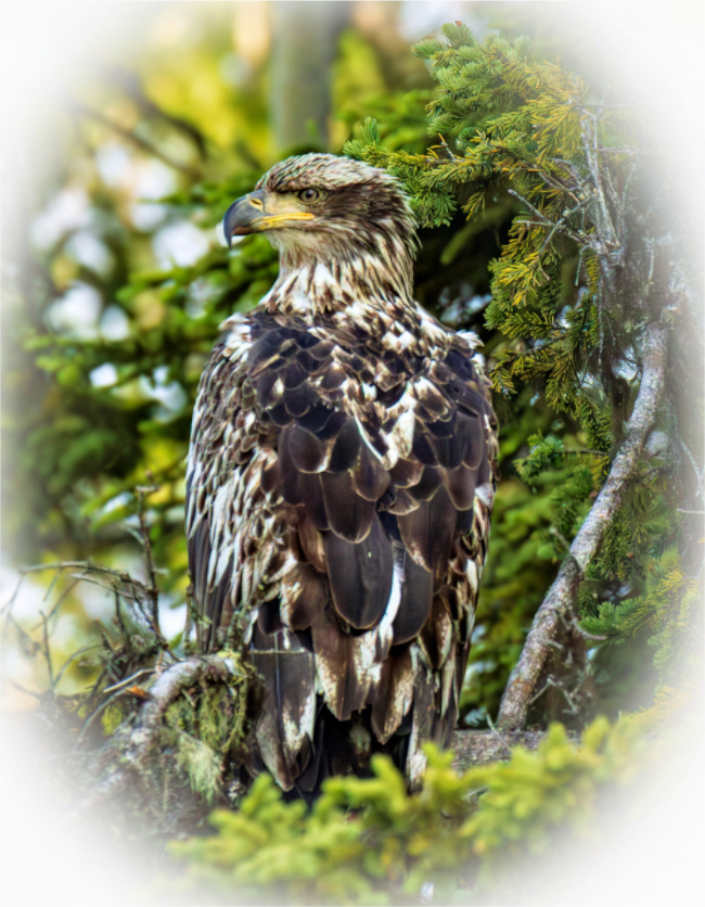 Nature Photography Print of a young bald eagle perched among trees with a natural background