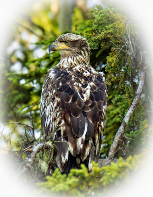 Nature Photography Print of a young bald eagle perched among trees with a natural background