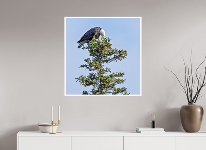 Silent Sentinel – Bald Eagle in Alaska’s Pines Nature Photography Print