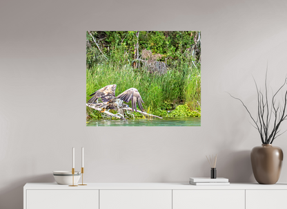 Skimming the Wild – Juvenile Bald Eagle Over the Kasilof River, Nature Photography Print