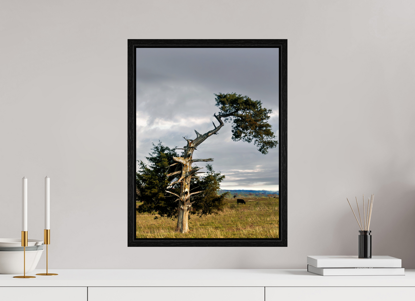 15 x 20″, Floater Framed with Black Oak The Cedar That Weathered It All Nature Photography Print