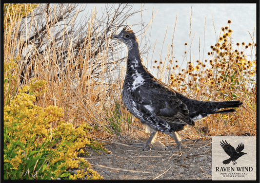 Nature Photography print of  a wild grouse standing poised and alert among dry grasses and golden light.