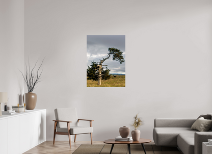 30 x 40″, Fine Art Print on Photo Rag Baryta - unframed (email for framing options) The Cedar That Weathered It All Nature Photography Print