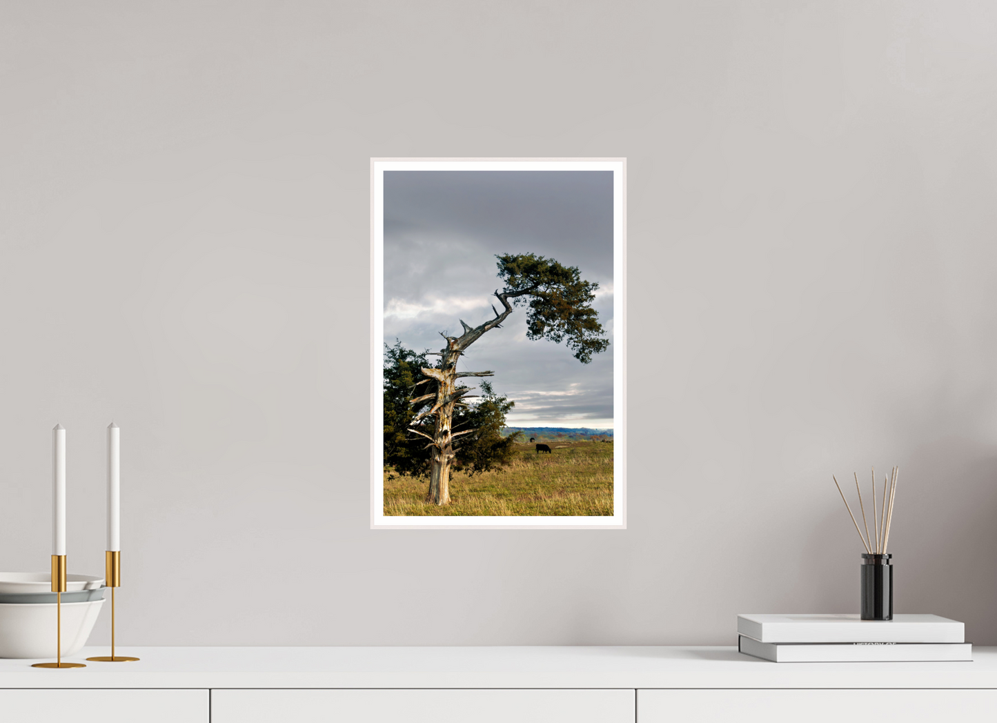 Still Standing - The Cedar That Weathered It All