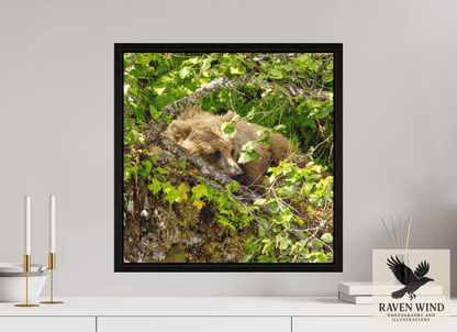 20 x 20″, Floater Frame - black oak frame - ready to hang Hide and Peek Nature Photography Print