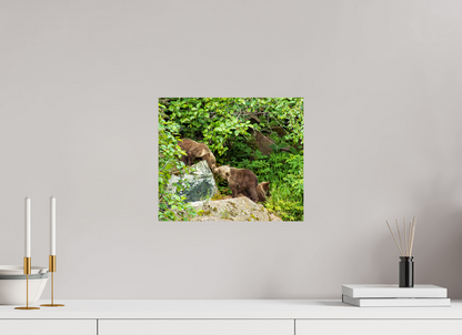 'Kissing" Bear Cubs