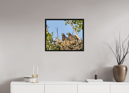 Nestmates – Young Eagles in a Woodland Home – Nature Photography Print