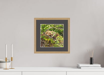 Hide and Peek Nature Photography Print