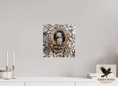 12 x 12.2″, Photo Print Under Acrylic Glass - ready to hang Curious Peek Nature Photography Print