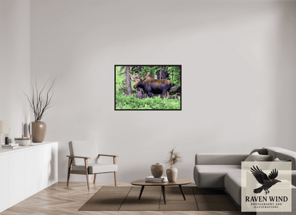 45 x 30″, Floater Frame - black oak frame - ready to hang Watchful Moose Nature Photography Print