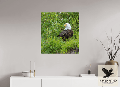 28 x 30″, Fine Art Print on Photo Rag Baryta - unframed (email for frame options) Grounded Majesty - Alaskan Bald Eagle Nature Photography Print