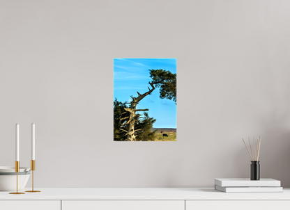 Still Standing – The Cedar That Reached for the Sky