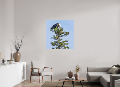 Silent Sentinel – Bald Eagle in Alaska’s Pines Nature Photography Print