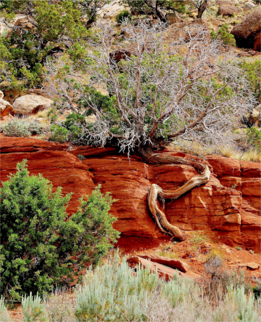 Resilient Roots: Tree with twisted roots on a rocky cliff face in a desert landscape