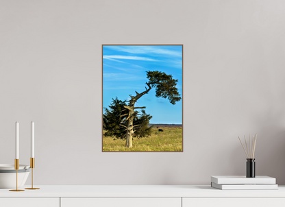 Still Standing – The Cedar That Reached for the Sky